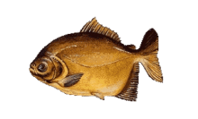 Pacú