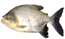 Tambacu