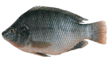 Tilápia